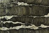Polished Stromatolite (Boxonia) From Australia - Million Years #129150-1